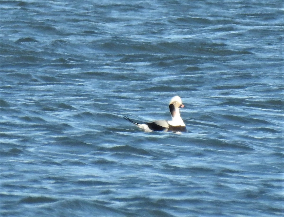 Long-tailed Duck - Vincent Glasser