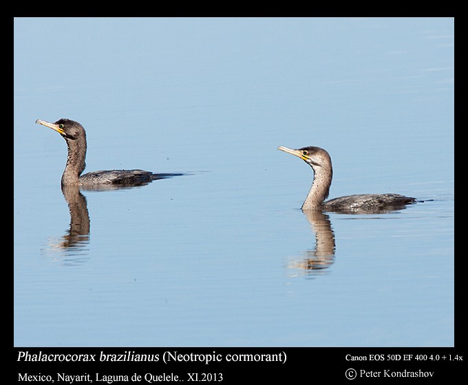 Neotropic Cormorant - Peter Kondrashov