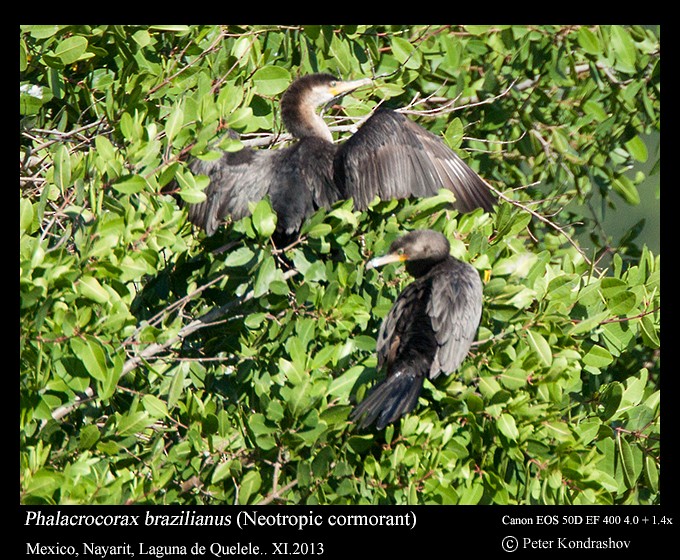 Neotropic Cormorant - ML213427091