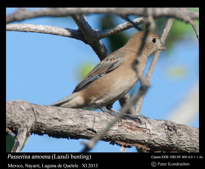 Lazuli Bunting - Peter Kondrashov