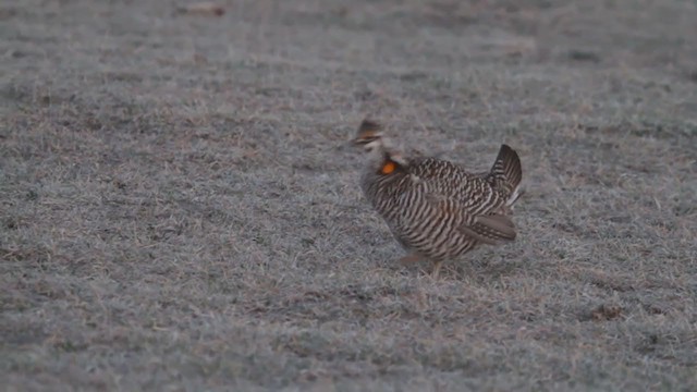 Tétras des prairies - ML213428411