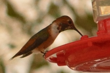 Allen's Hummingbird - ML213428781