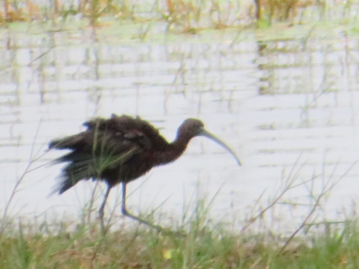 ibis hnědý - ML213430251