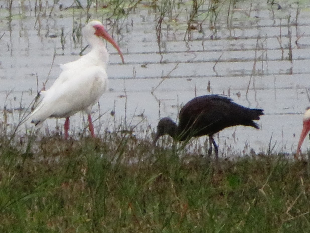 ibis hnědý - ML213430381