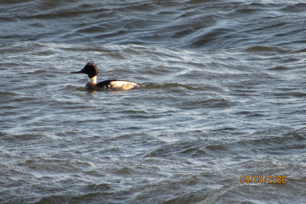 Red-breasted Merganser - Mickey Ryan