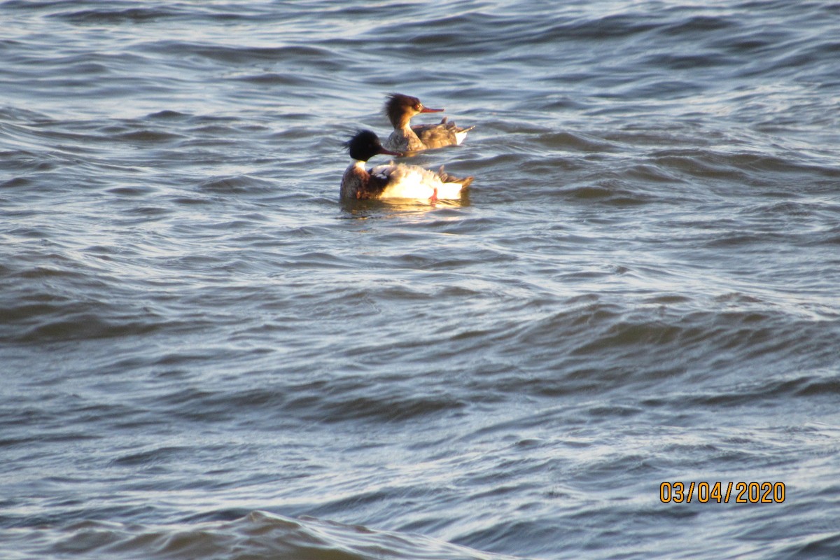 Red-breasted Merganser - ML213432241