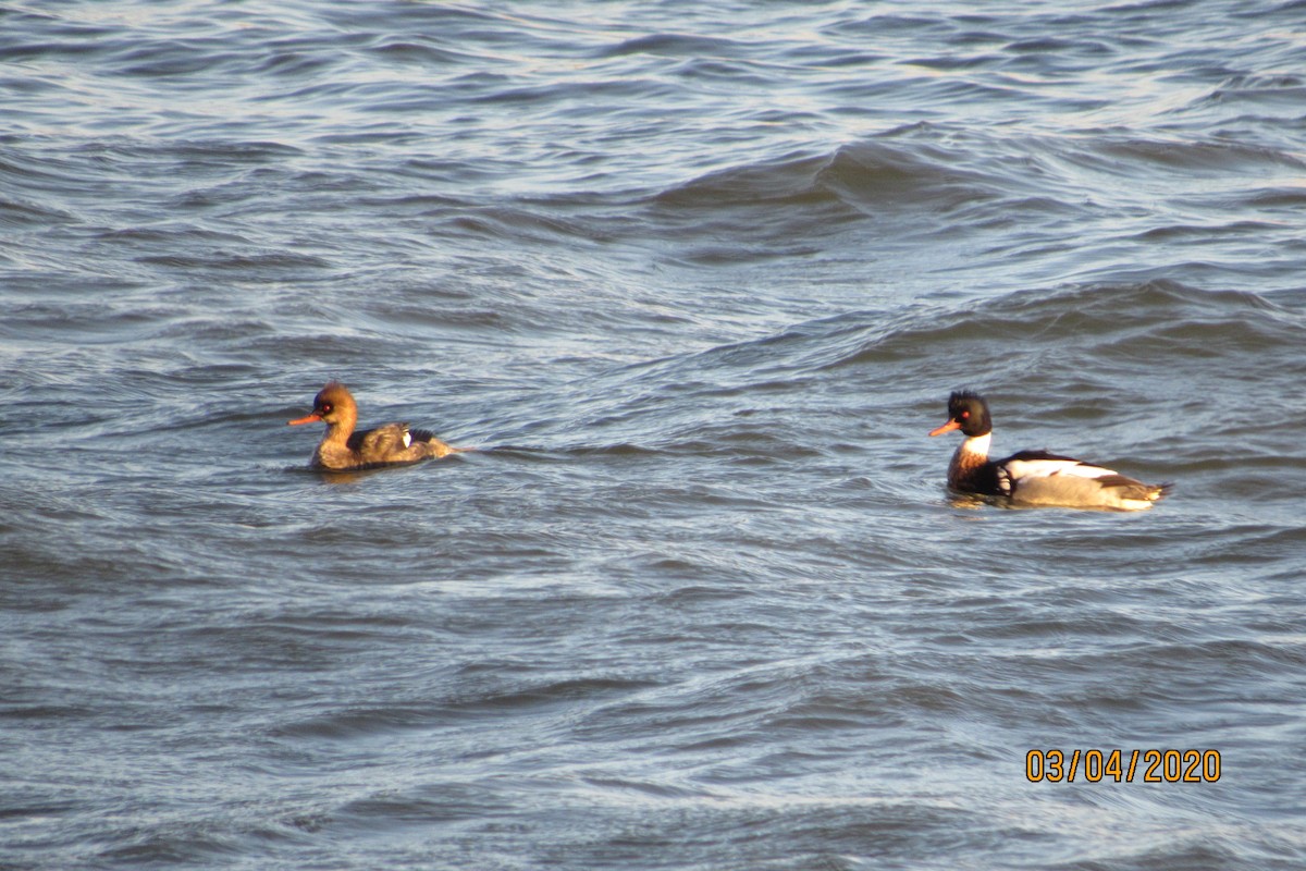 Red-breasted Merganser - ML213432261