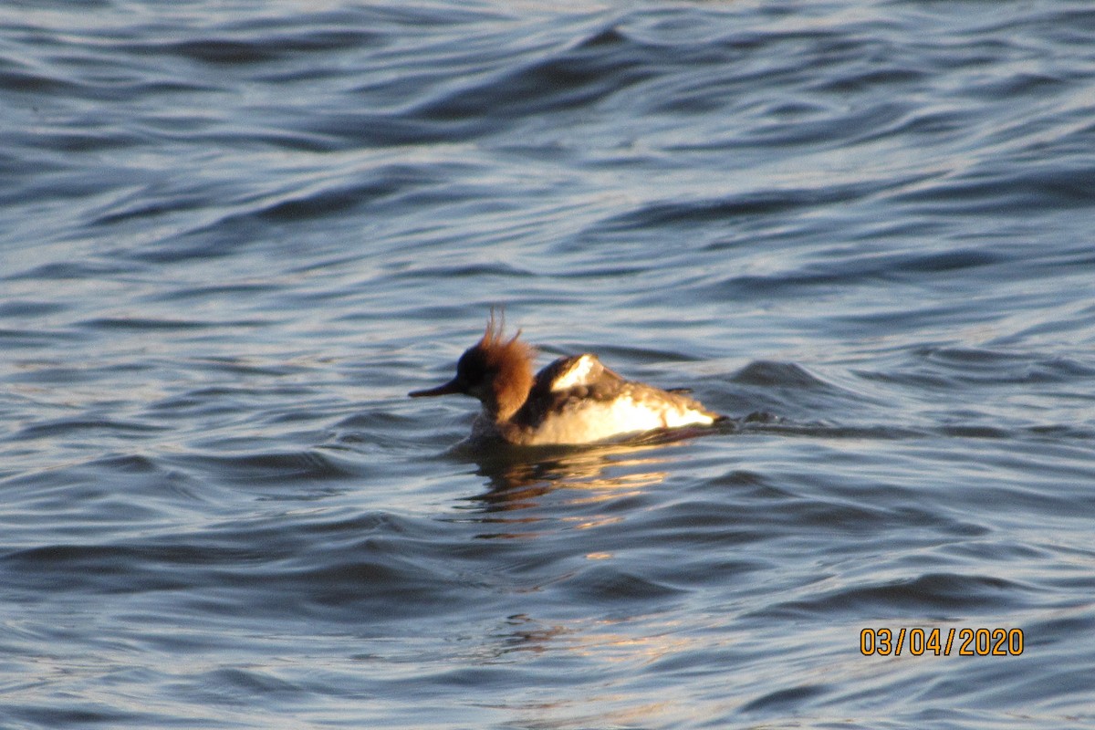 Red-breasted Merganser - ML213432491