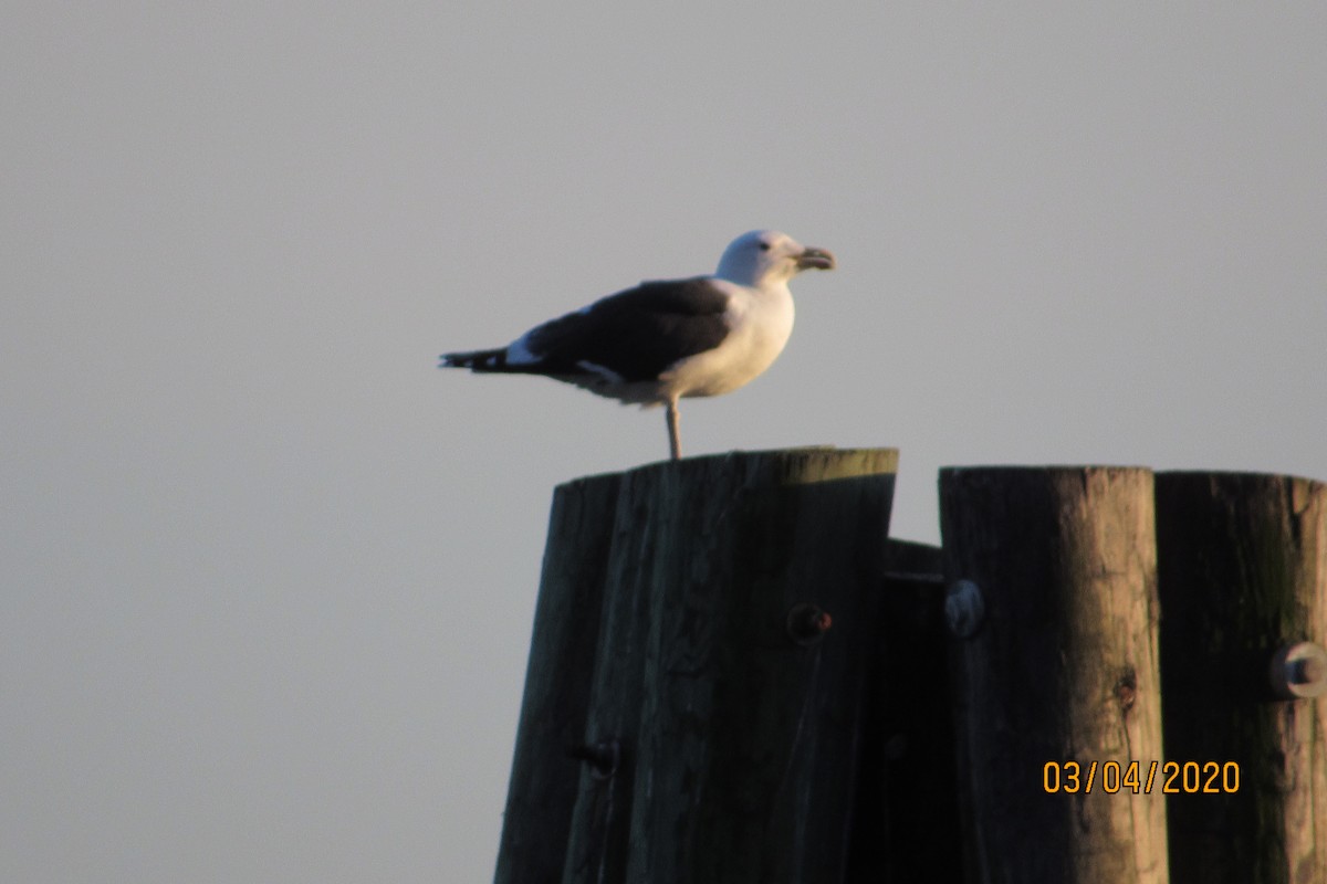 Great Black-backed Gull - Mickey Ryan