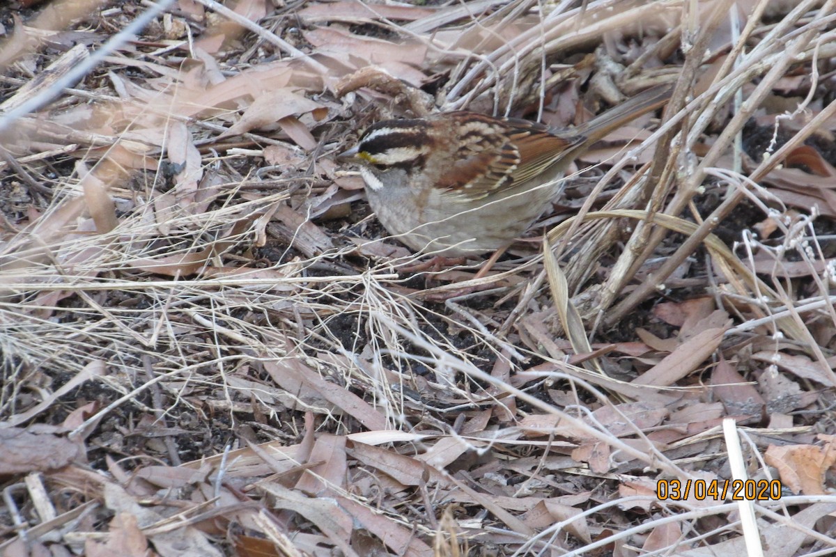 White-throated Sparrow - ML213432881