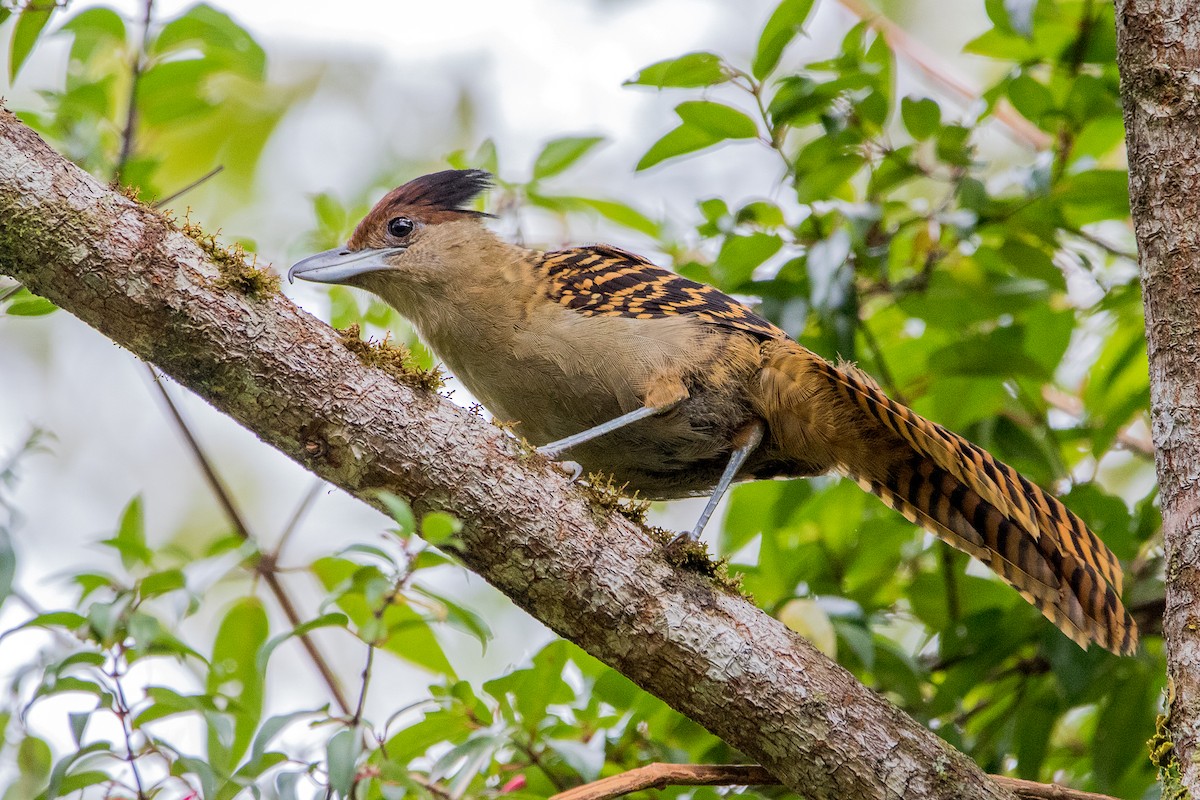 Giant Antshrike - ML213433191