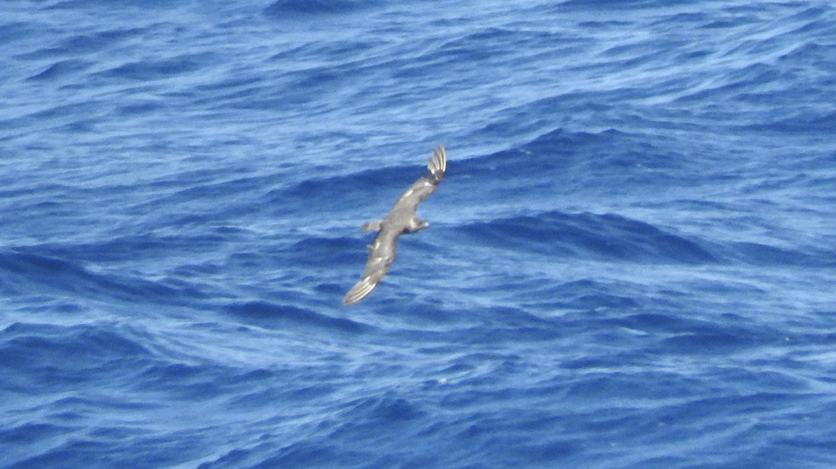 Parasitic Jaeger - Noam Markus