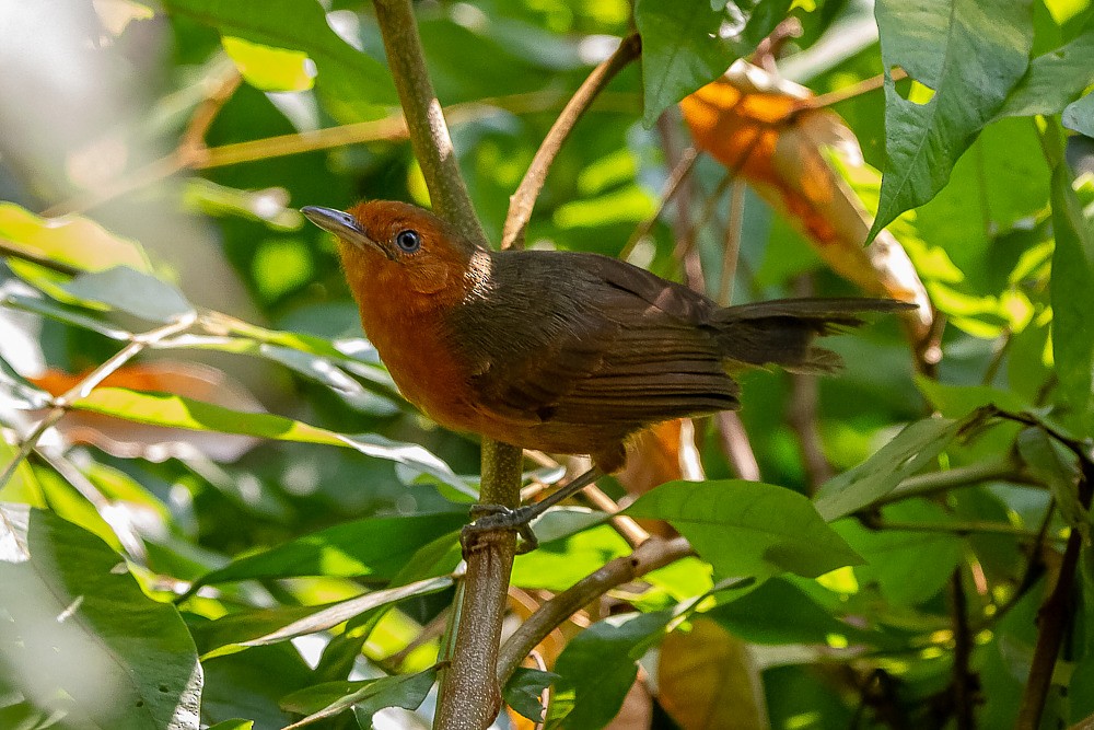 Blackish Antbird - LAERTE CARDIM