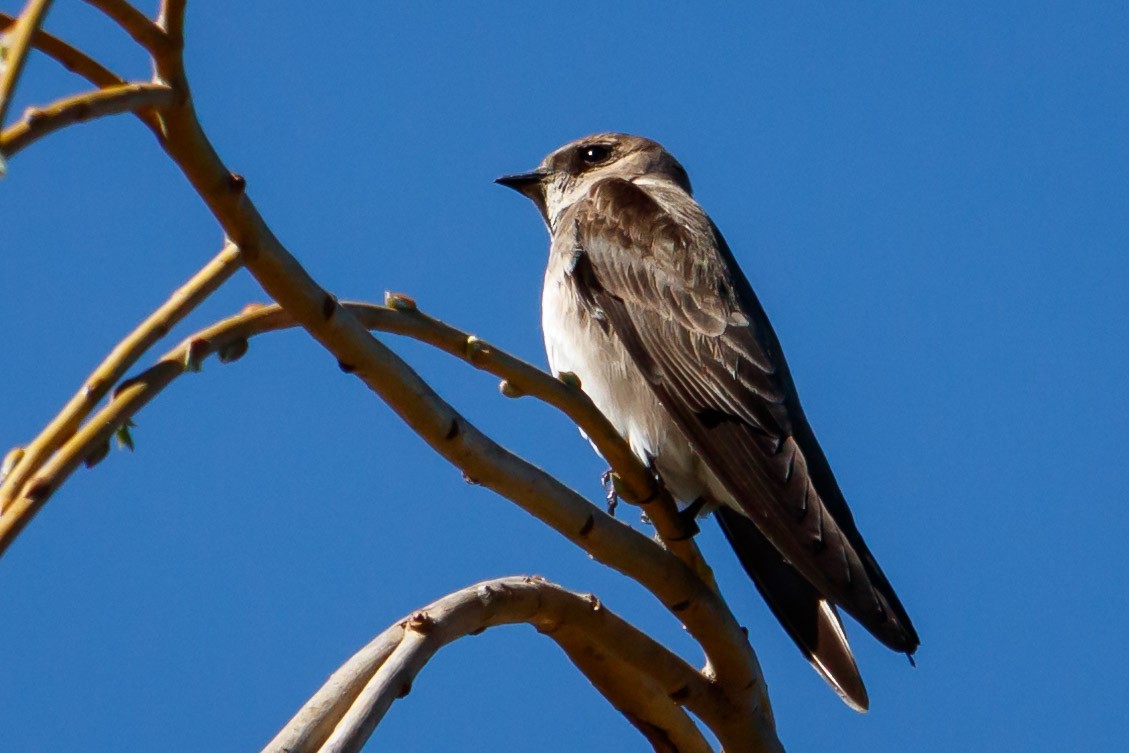 Northern Rough-winged Swallow - ML213438041