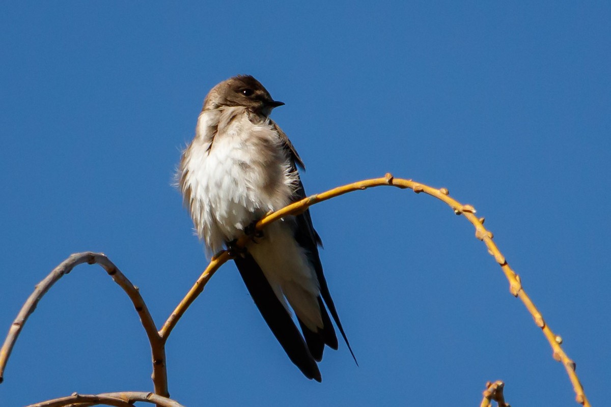 Northern Rough-winged Swallow - ML213438061