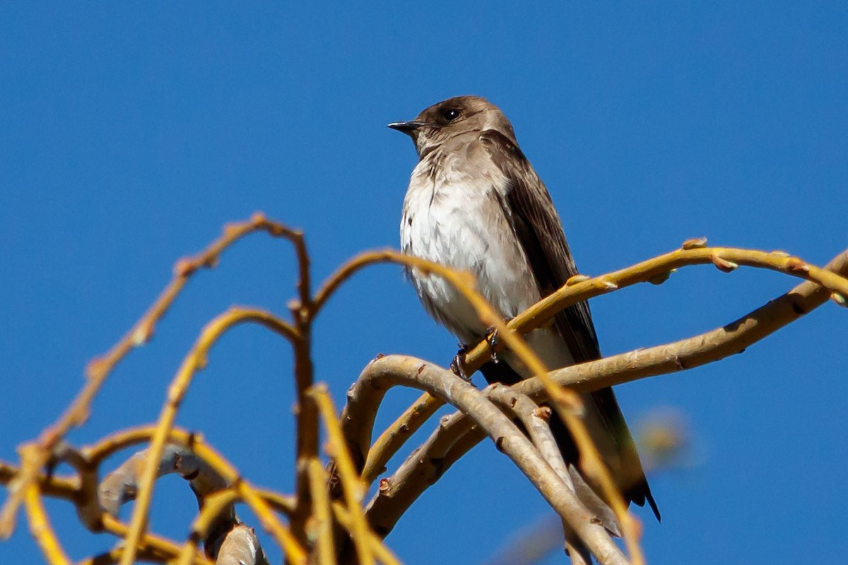 Northern Rough-winged Swallow - Carole Rose