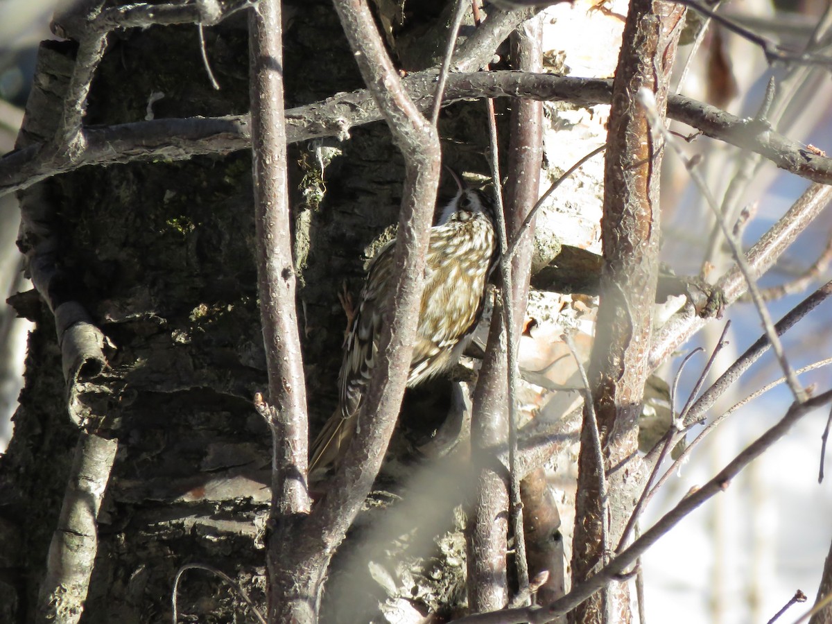 Brown Creeper - ML213438151