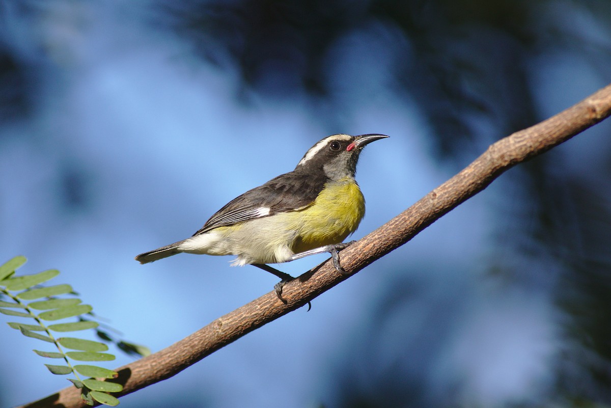 Bananaquit (Puerto Rico) - Severin Uebbing