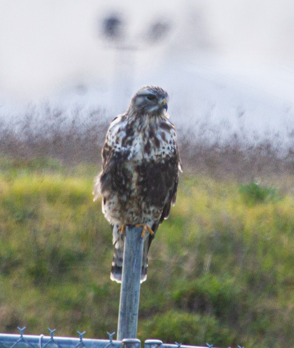 Rough-legged Hawk - ML213441851