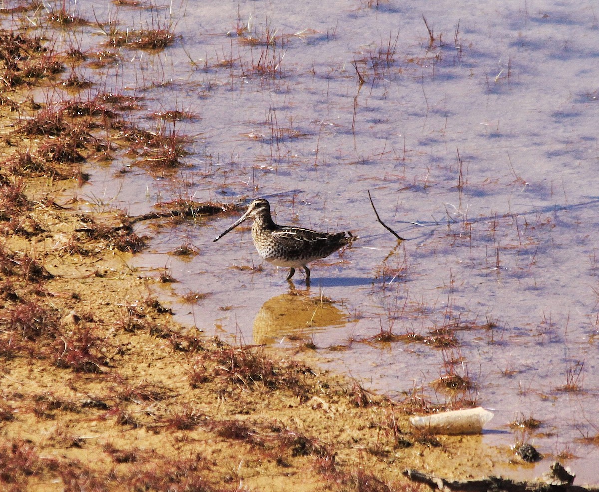 Wilson's Snipe - Richard Hubacek