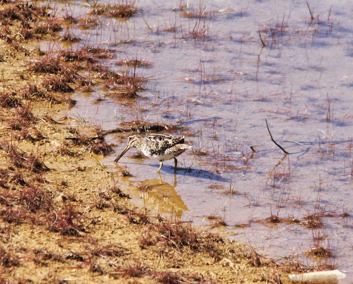 Wilson's Snipe - Richard Hubacek