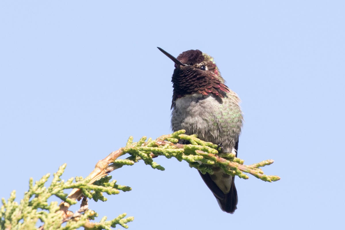 Anna's Hummingbird - ML213443981