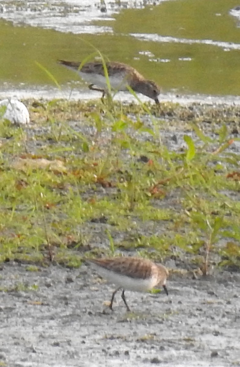 Least Sandpiper - alice horst