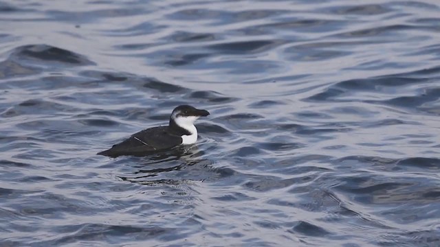 Razorbill - ML213447871