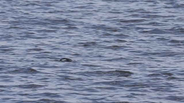 Razorbill - ML213447931