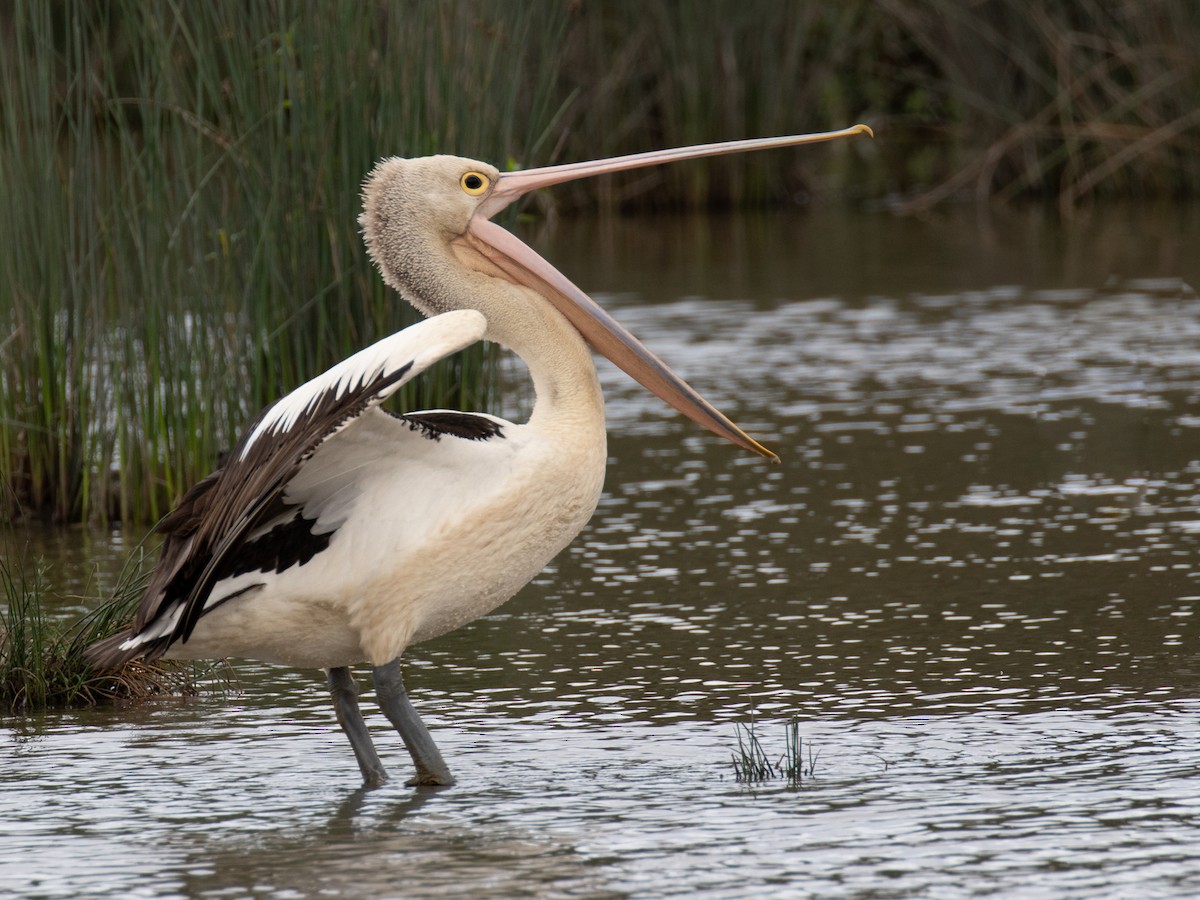 Australian Pelican - Zdenek Busek