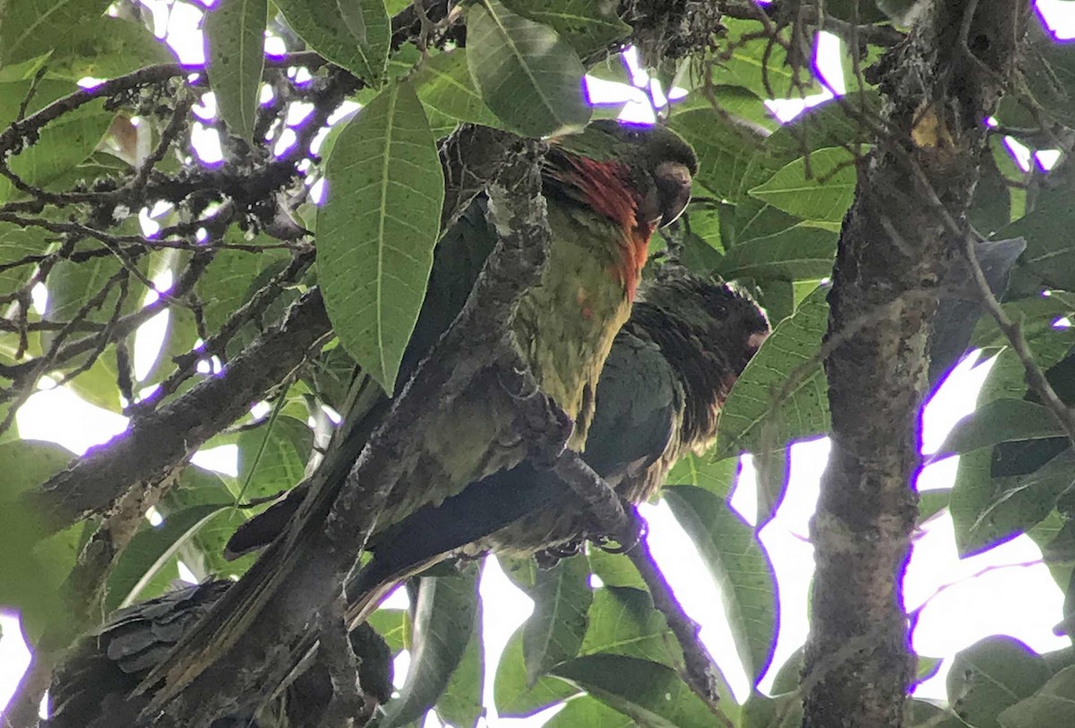 Green Parakeet (Red-throated) - ML213449211