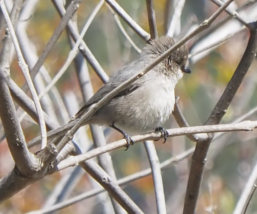 Bushtit - ML213451601