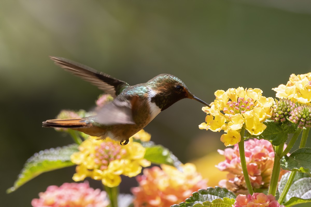 Scintillant Hummingbird - Peter Hawrylyshyn