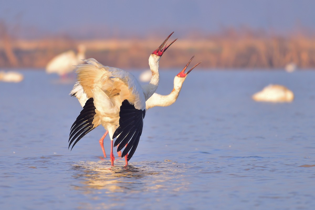 Siberian Crane - xiwen CHEN