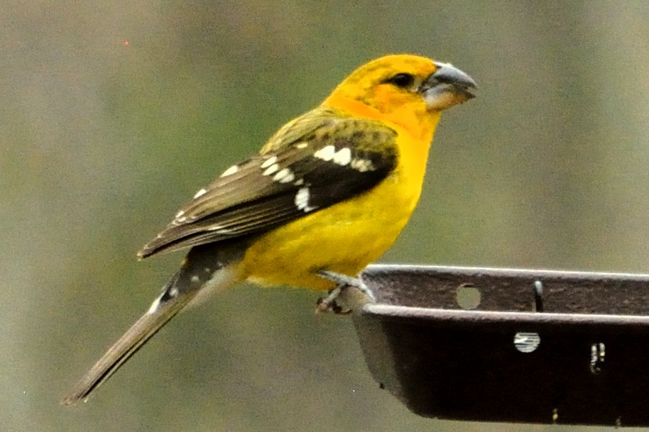 Yellow Grosbeak - ML213452811