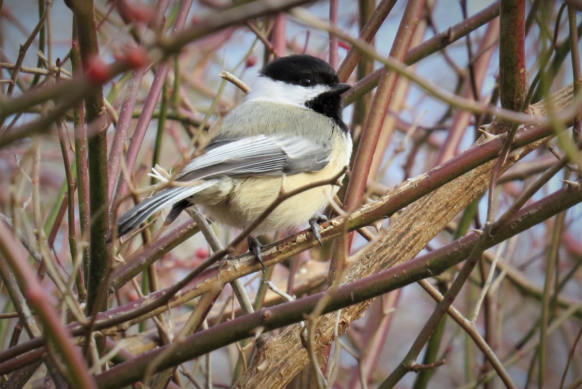 Mésange à tête noire - ML213454481