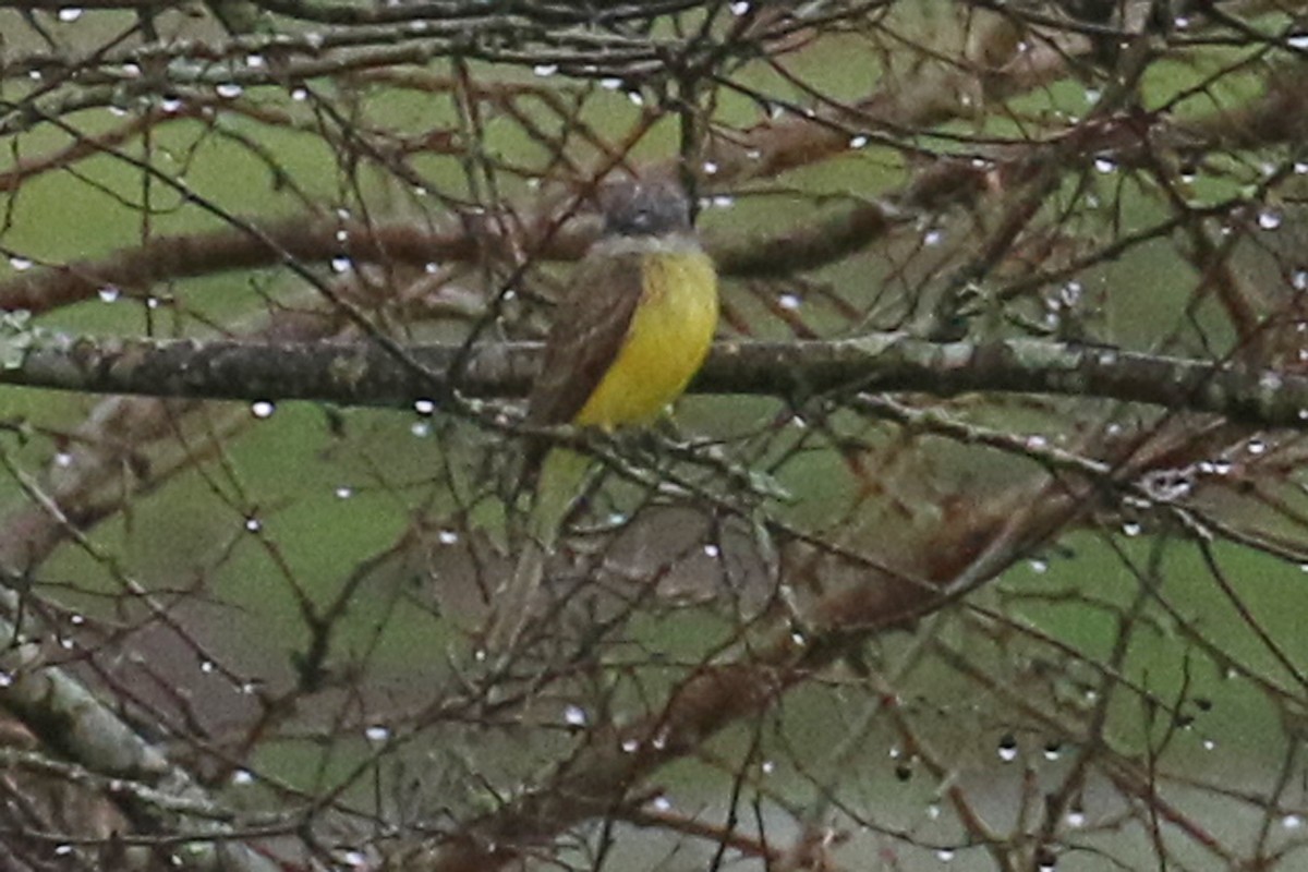 Couch's Kingbird - ML213455791