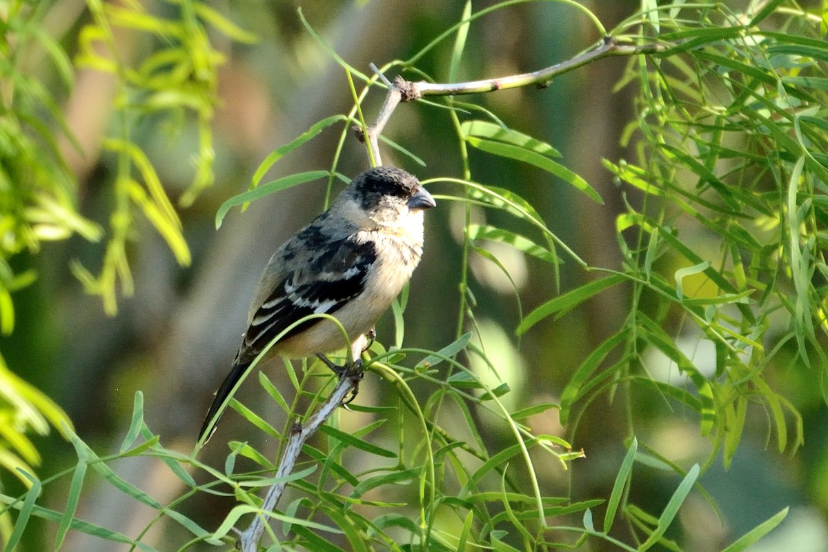 Morelet's Seedeater - Bruce Frazier