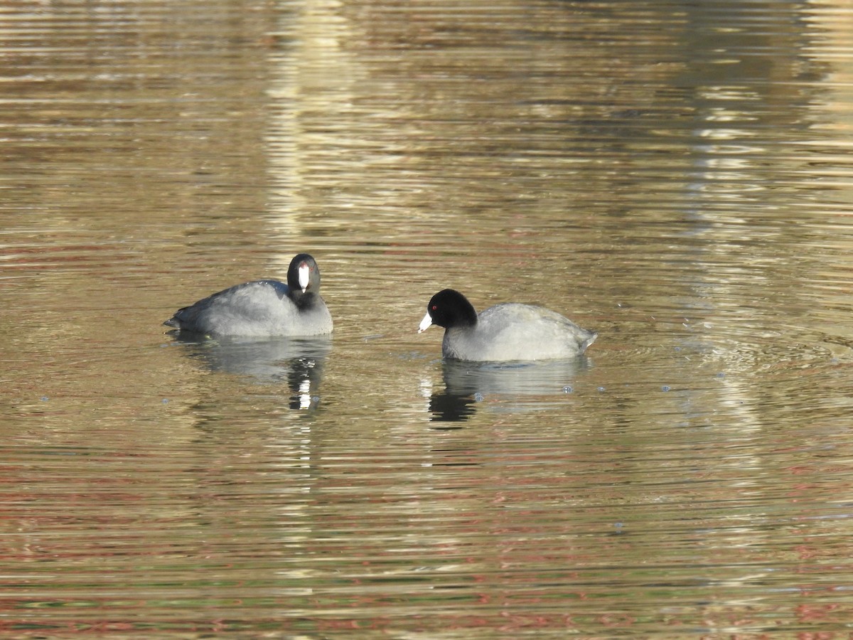 American Coot - Erik Bergman