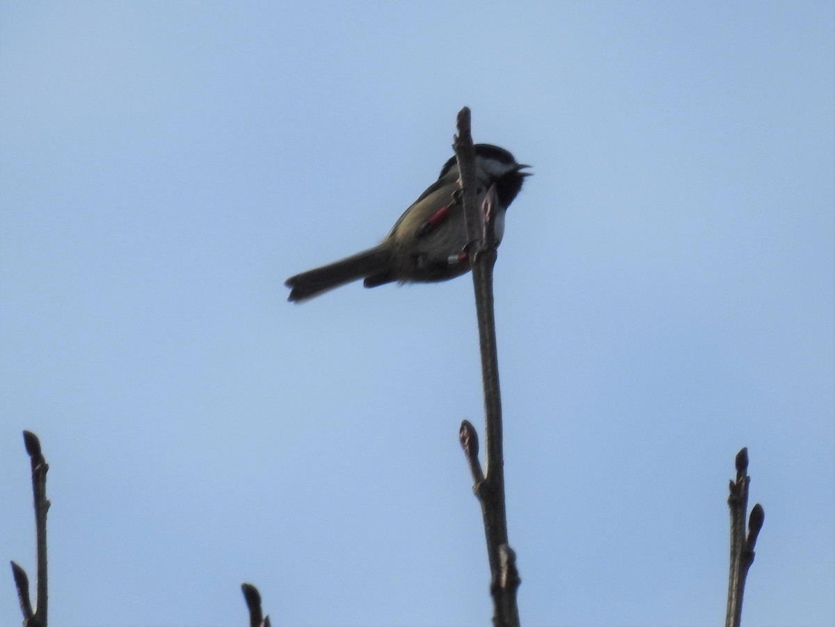 Black-capped Chickadee - ML213458241