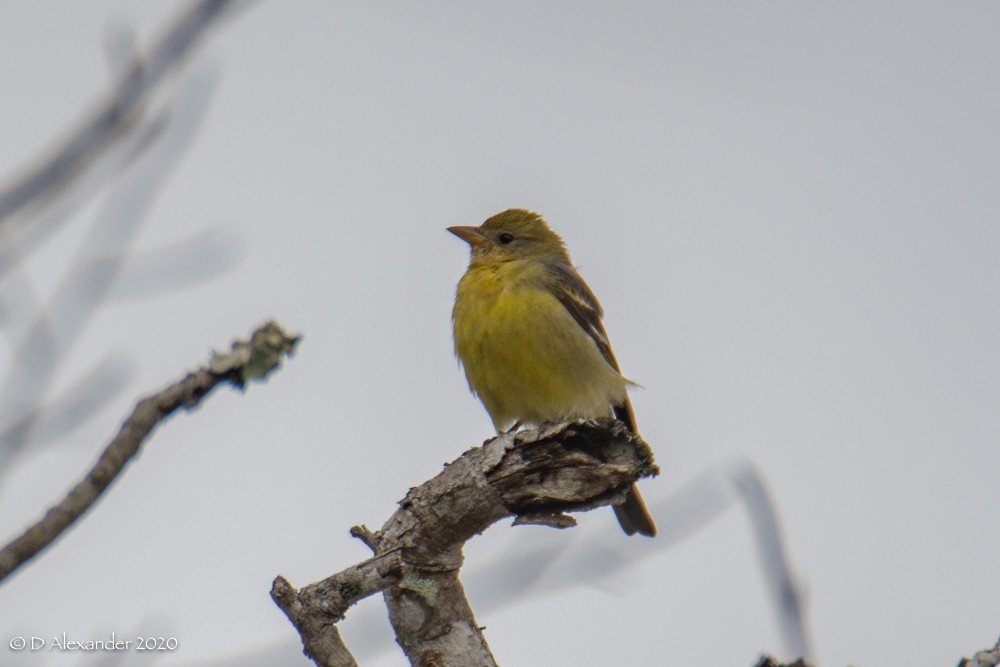 Western Tanager - ML213458291
