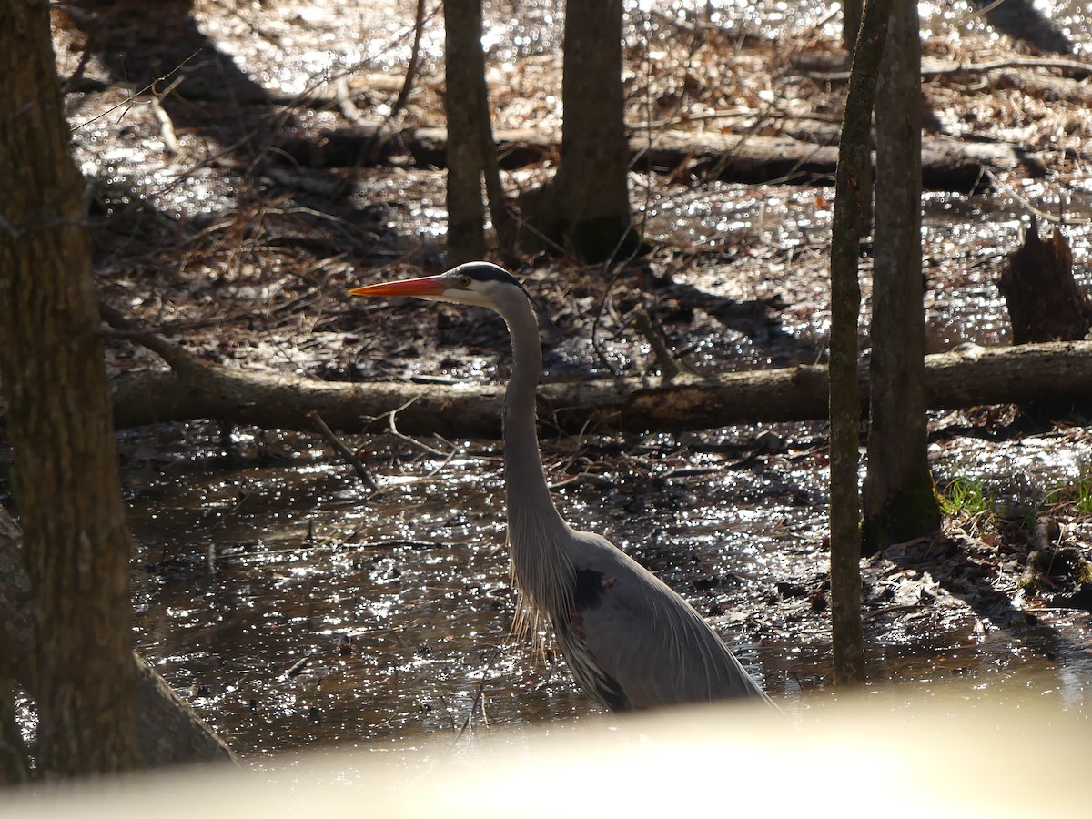 Great Blue Heron - ML213458851