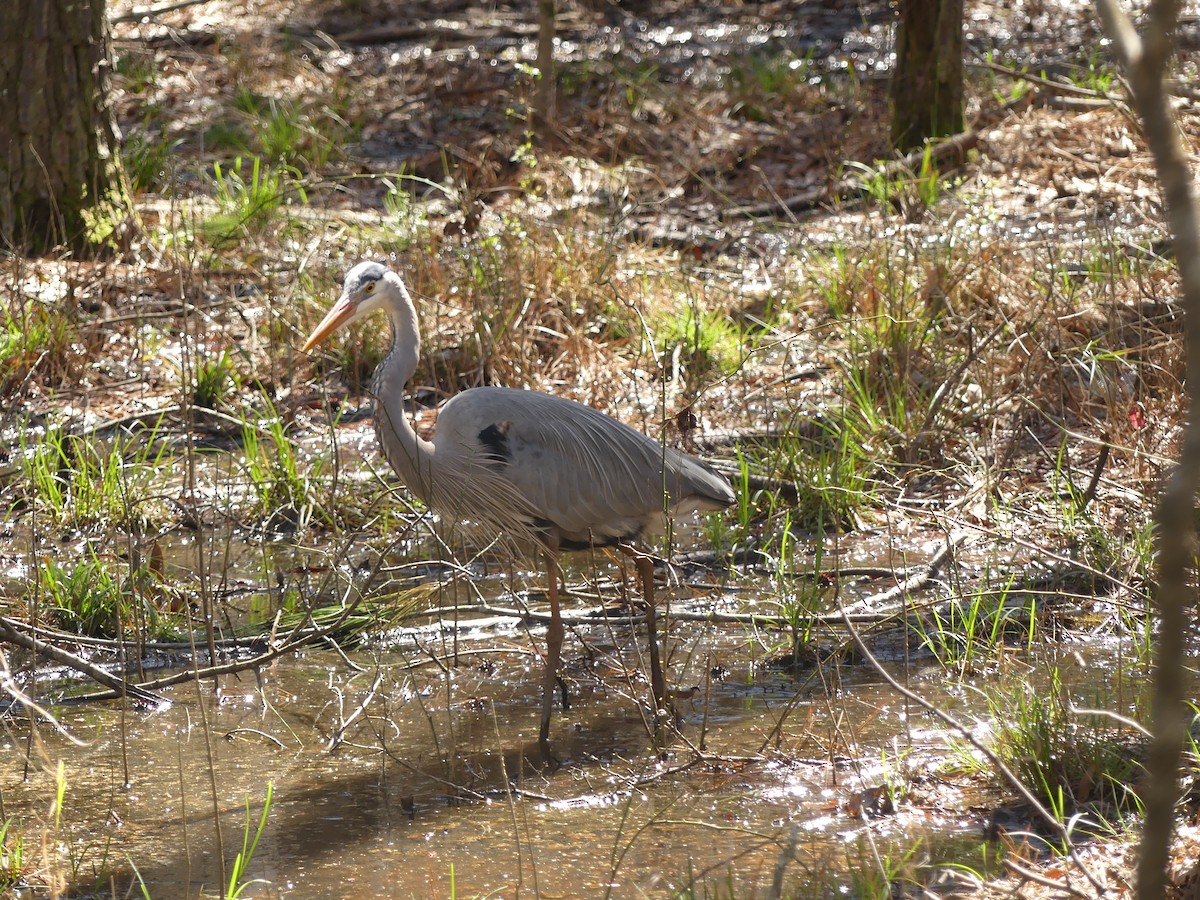 Great Blue Heron - ML213458861