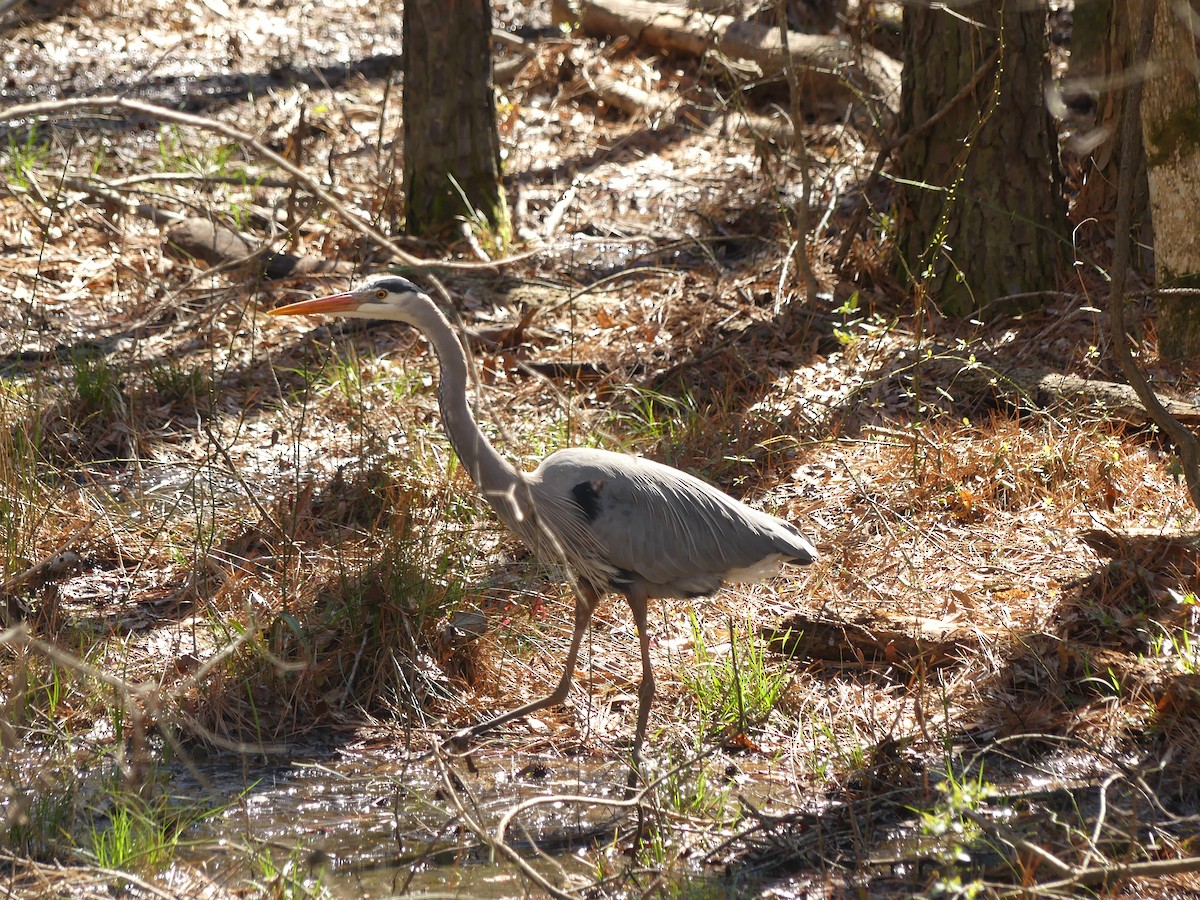 Great Blue Heron - ML213458871