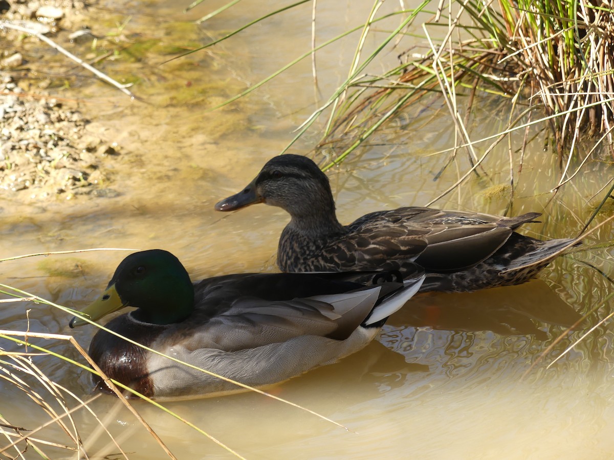 Mallard - ML213458901