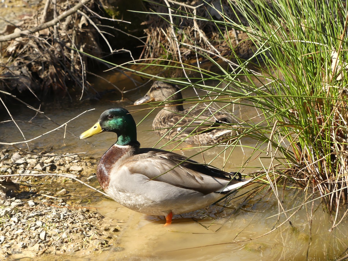Mallard - ML213458911