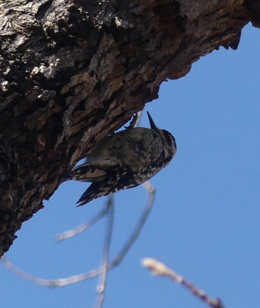 Yellow-bellied Sapsucker - ML213459011