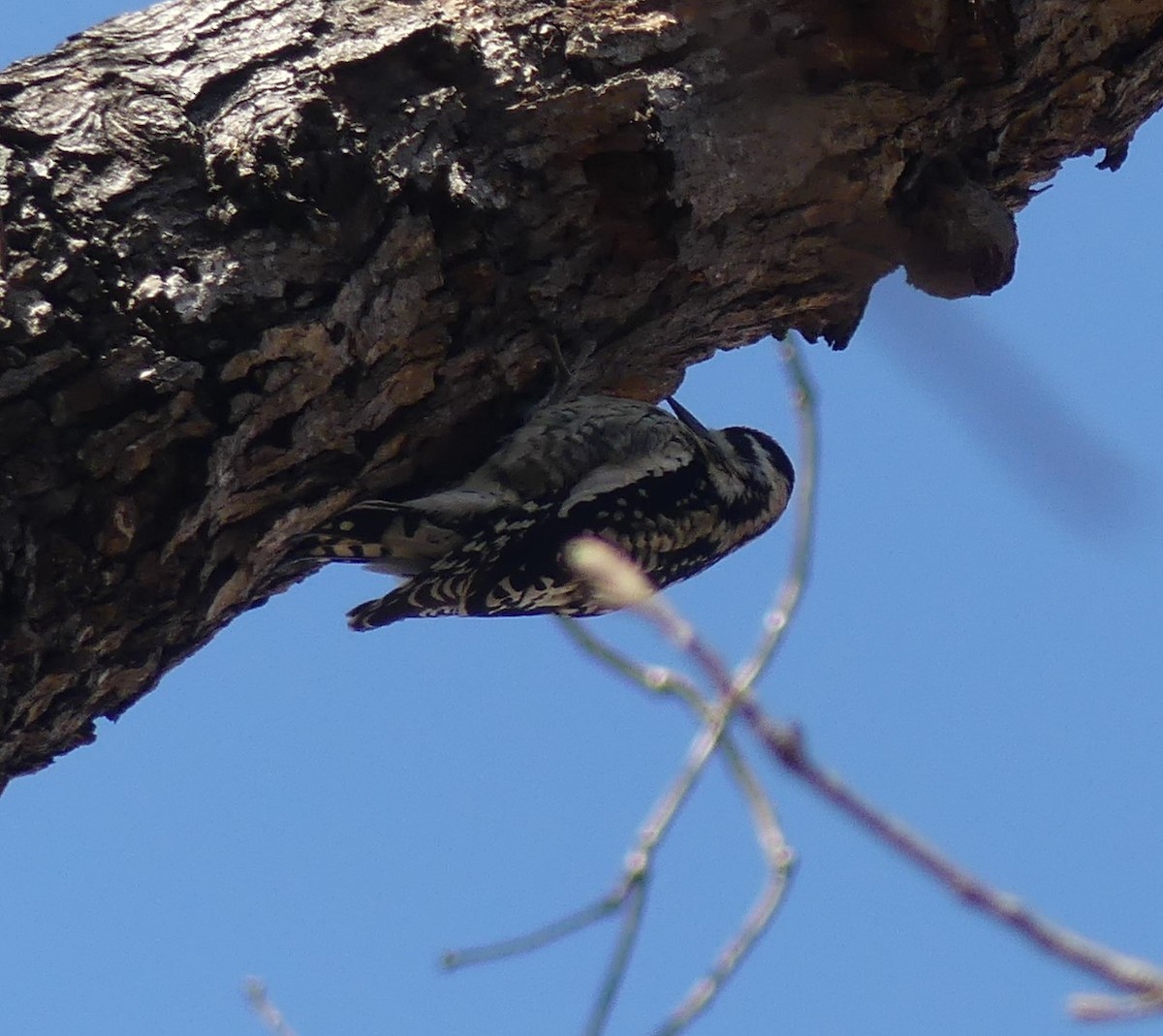 Yellow-bellied Sapsucker - ML213459021