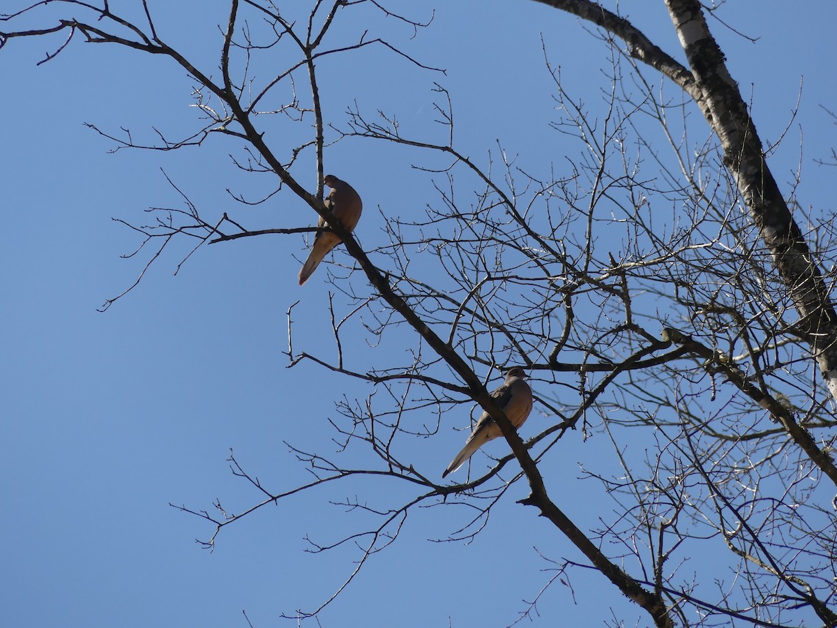 Mourning Dove - ML213459171