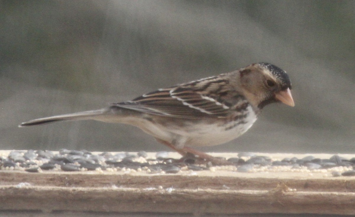 Harris's Sparrow - Turk Duddy
